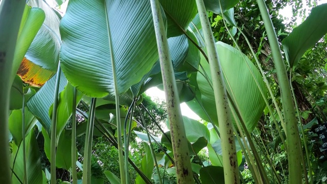 雪茄花，Calathea (Aublet) G. Meyer视频素材