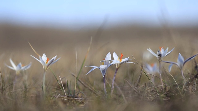 特写白色藏红花在草原上视频素材