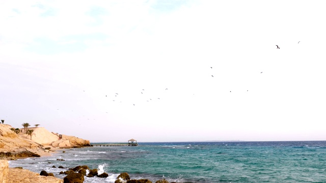 美丽的海景，一群海鸥飞过海面，靠近岩石海岸视频素材