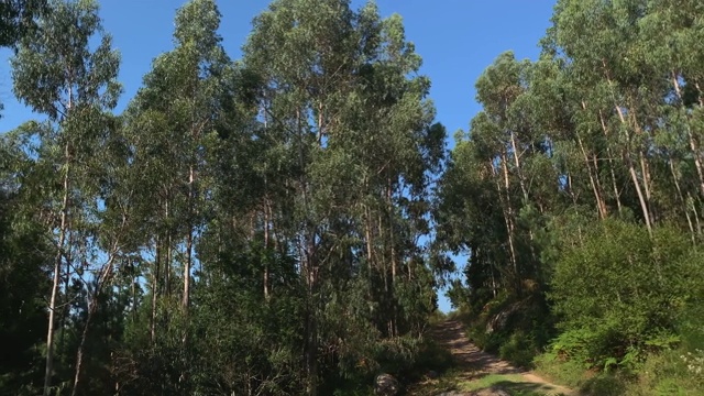 在阳光明媚的日子里，绿树成荫的森林，旋转相机，美丽的自然景观，夏天的时候视频素材