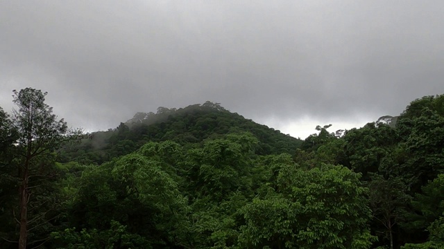 清晨有雾的雨林视频素材