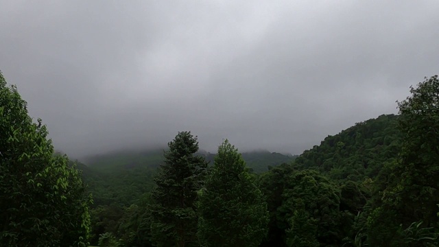 清晨有雾的雨林视频素材