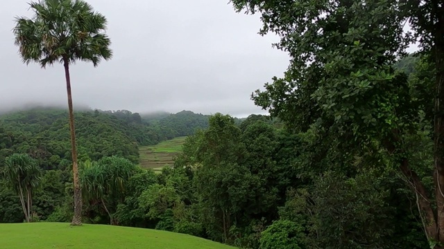 清晨有雾的雨林视频素材