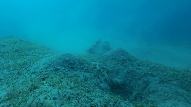 海龟和壳上的鮣鱼坐在淤泥云和吃海草。绿海龟(Chelonia mydas)和鮣鱼(Echeneis naucrates)，红海，埃及视频素材