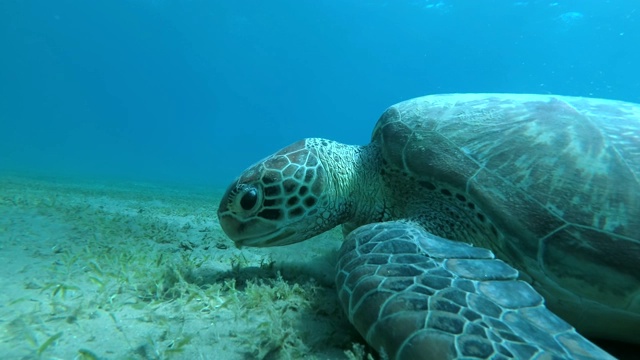 慢镜头，特写描绘了一只绿海龟(Chelonia mydas)急切地吃绿色的海草在沙底。埃及红海视频素材