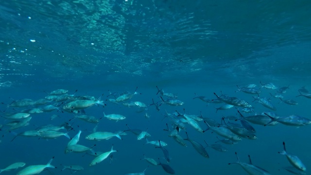 School of Lunar Fusilier (Caesio lunaris)缓慢地在蓝色的水面下游泳。埃及红海视频素材