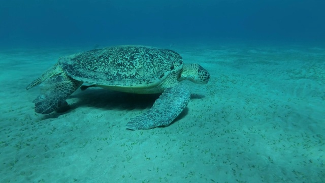 大绿海龟(Chelonia mydas)在沙地上吃海草的特写。埃及红海视频素材