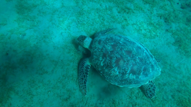 慢镜头，大绿海龟(Chelonia mydas)坐在沙底上吃绿色的海草。高角度拍摄，镜头向前移动。埃及红海视频素材