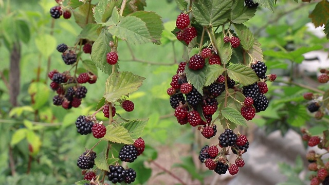 有机新鲜的黑莓果实(悬钩子)生长在花园里视频素材