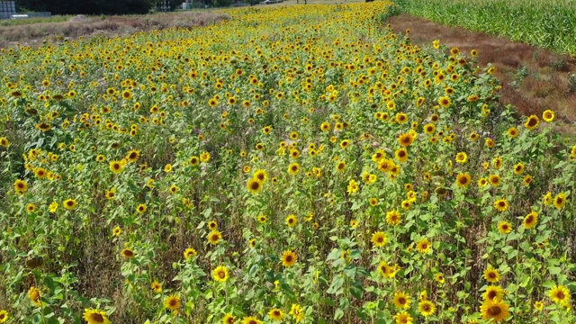 一架无人机在夏天飞过一片黄色的向日葵田视频素材