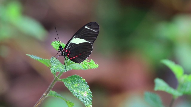 萨拉长翅蝴蝶(Heliconius Sara)栖息在绿色的树枝上。视频素材