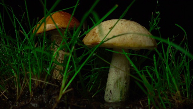 近距离观察雨中森林里的香菇，缓慢莫动视频素材