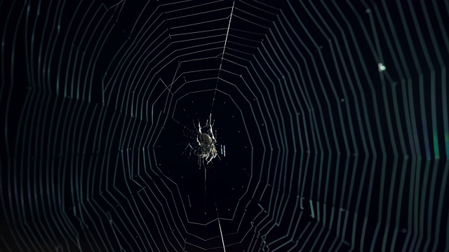 可怕的万圣节蜘蛛在蜘蛛网或蜘蛛网在黑色的夜晚背景视频素材