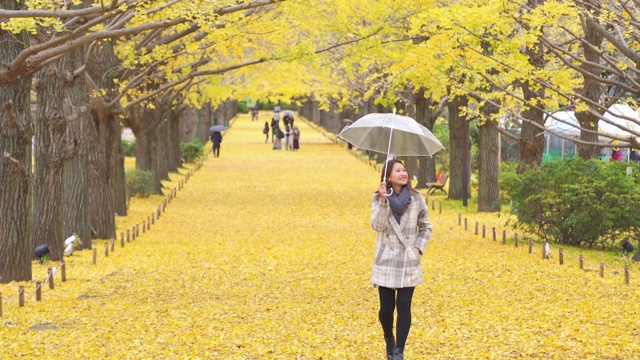 在日本昭和基嫩公园，微笑的亚洲女游客撑着伞走在雨中，看着美丽的黄色银杏叶在秋天飘落。日本旅游和季节变化的概念。视频素材