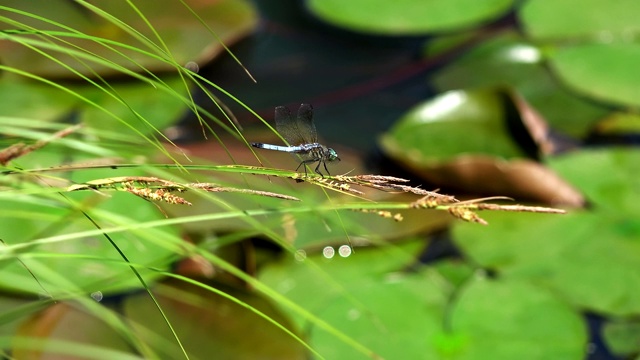 池塘里草地上的蜻蜓视频素材