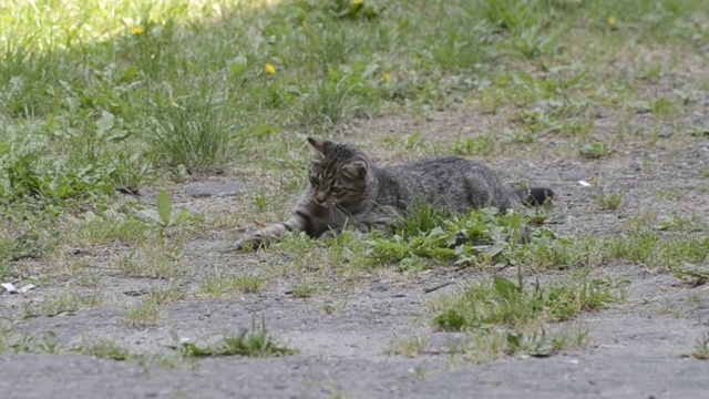 猫在玩老鼠视频下载