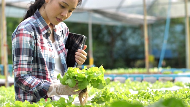 亚洲年轻女性农民在温室的有机蔬菜沙拉中收获农业视频素材