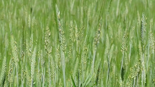 一大片农田里生长着绿色的小麦。视频素材