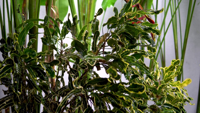 落在植物叶子上的雨视频下载