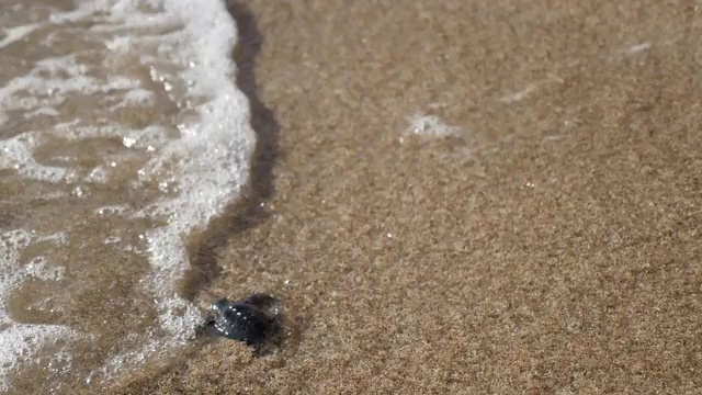 小海龟被海浪冲走/印度尼西亚的巴厘岛视频素材