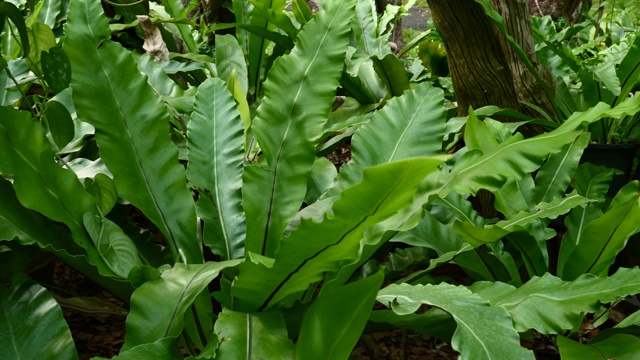 热带外来植物，绿色植物，灌木和叶子，茂盛的树叶在花园视频素材