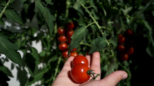 有机西红柿在温室内收获新鲜食物视频素材