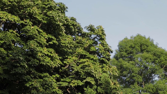 夏天，绿树映着天空视频素材