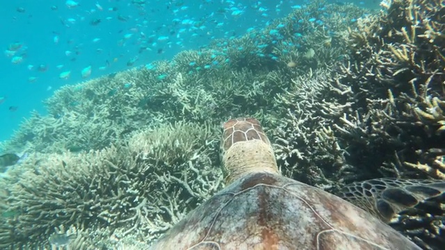 一头绿海龟在浅水中游动，旁边是生长着的珊瑚视频素材