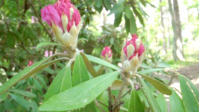 花园里的粉红色花朵中含苞待放的花朵视频素材