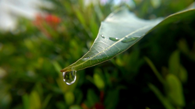 雨滴落在树叶上视频素材