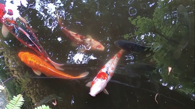 水里有锦鲤视频素材