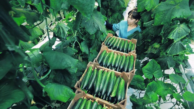 温室工人拿着黄瓜箱走来走去。视频素材