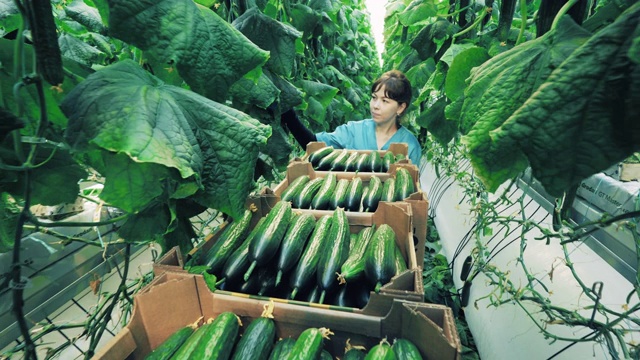 一名女子在温室里检查黄瓜植株。视频素材