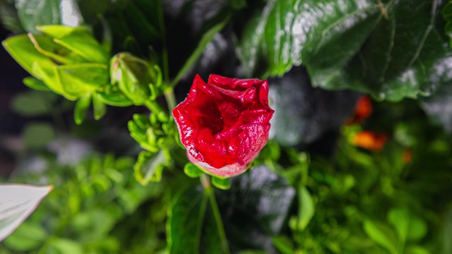 详细的宏时间流逝盛开的芙蓉花视频素材