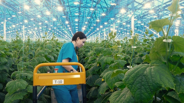 女园丁与黄瓜植物一起工作。视频素材