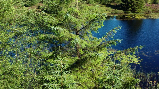 苏格兰西南部的邓弗里斯和加洛韦森林地区的一个小的苏格兰湖的部分高角度视图视频素材