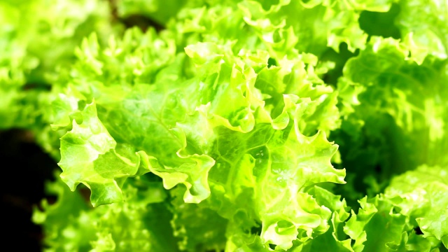 生菜的叶子在菜地的花园床上。园艺绿色沙拉植物在空地上。视频素材