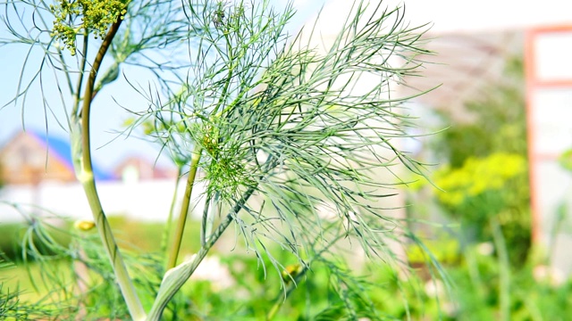 莳萝植物香料特写。有选择性的重点视频素材