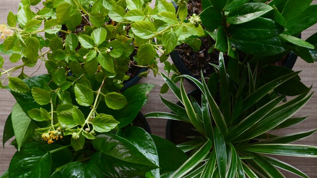 植物护理家务俯视图，女人的手触摸室内植物的叶子视频素材