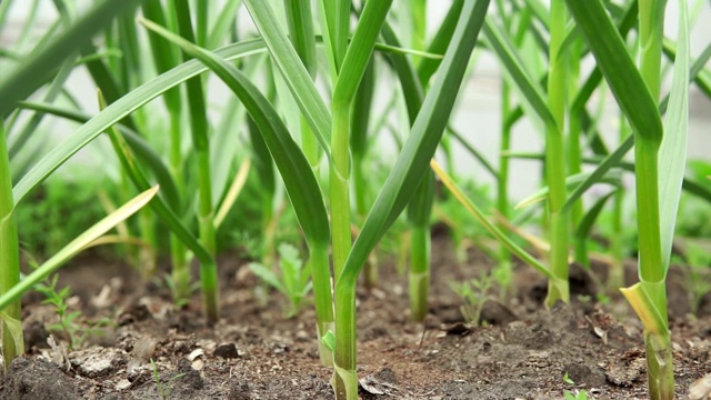 绿叶蒜特写选择焦点。种植香料，有机农场视频素材