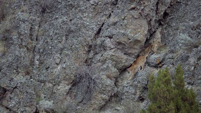 一只母山狮和一只小猫走下岩石山坡的合成图视频素材