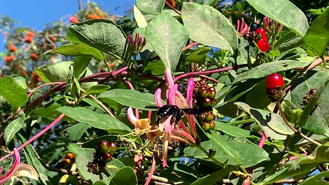 金银花上的木匠蜂(木蜂)视频素材