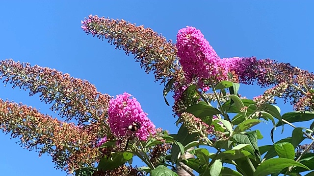 宽边蜂鹰蛾(Hemaris fuciformis)在夏天的budleja灌木。视频素材