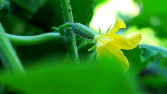 黄瓜叶、花圃中种植有机蔬菜。农业的农场视频素材