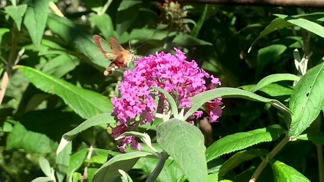 宽边蜂鹰蛾(Hemaris fuciformis)在夏天的budleja灌木。视频素材