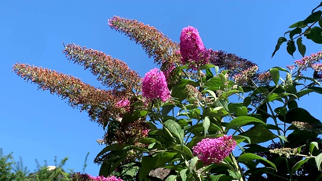 醉树在夏天开花。视频素材