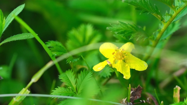 小蜜蜂开着黄色的花，背景是绿色的叶子视频素材