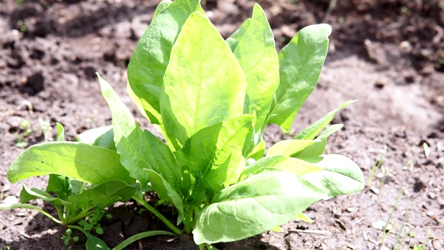 在菜园里种菠菜，种有机植物视频素材