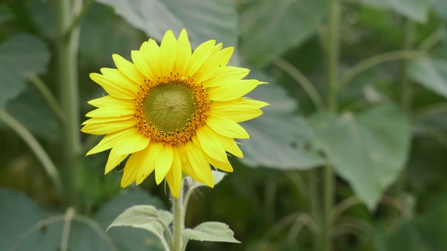 近距离拍摄一株随风摇曳的向日葵。明亮的黄色花朵。在户外,夏日视频素材