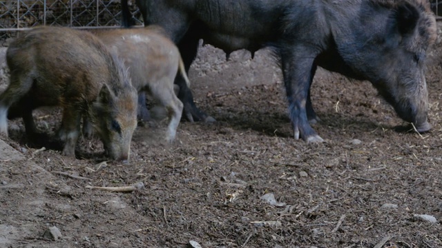 土里的野生小猪视频素材